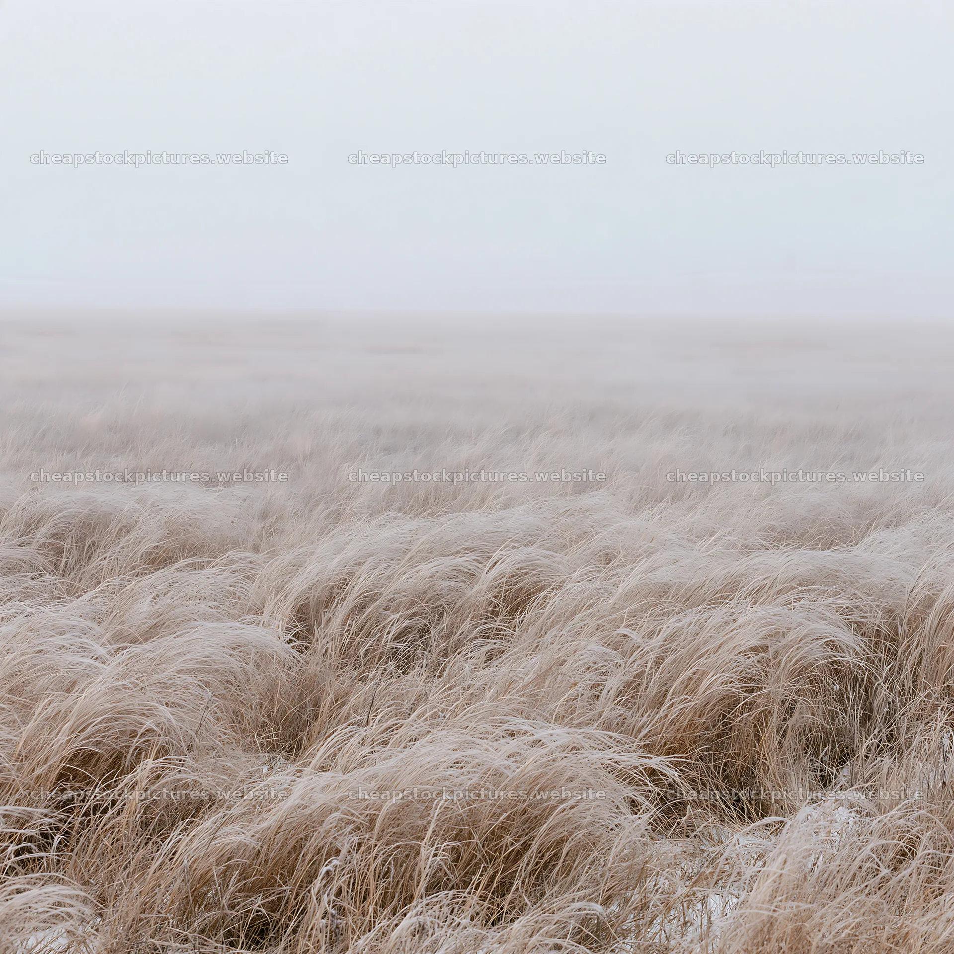 Meadow scene in a whiteout during a foggy day – stock pictures 7938x7938