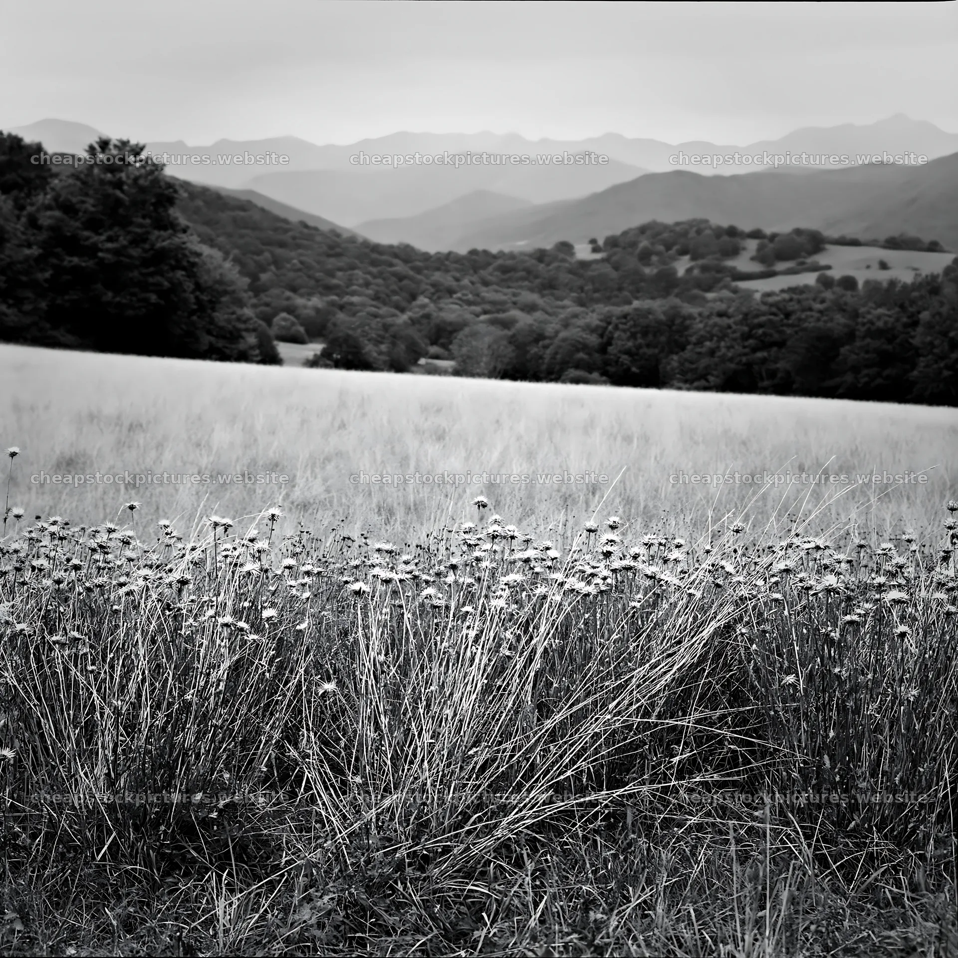Meadow under the Pyrenees mountains in black and white – stock pictures 7938x7938