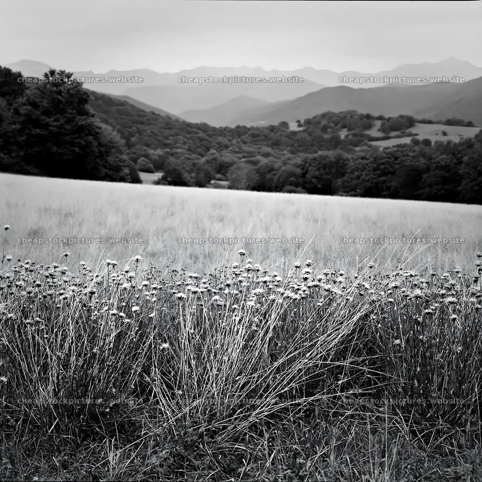 Meadow under the Pyrenees mountains in black and white – stock pictures 7938x7938