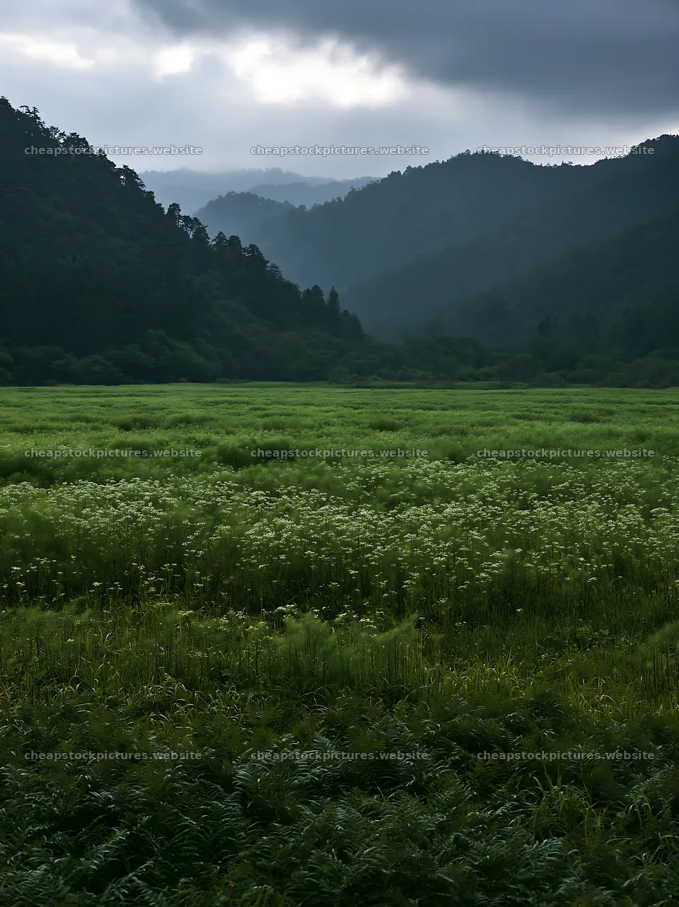 Nara summer meadow with ferns and mountains in the background – stock pictures 6866x9174