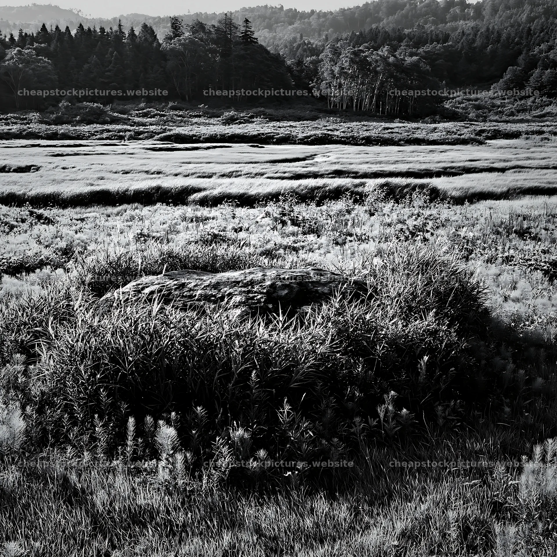 Aomori climate resilient meadow with boulder – stock pictures 7938x7938
