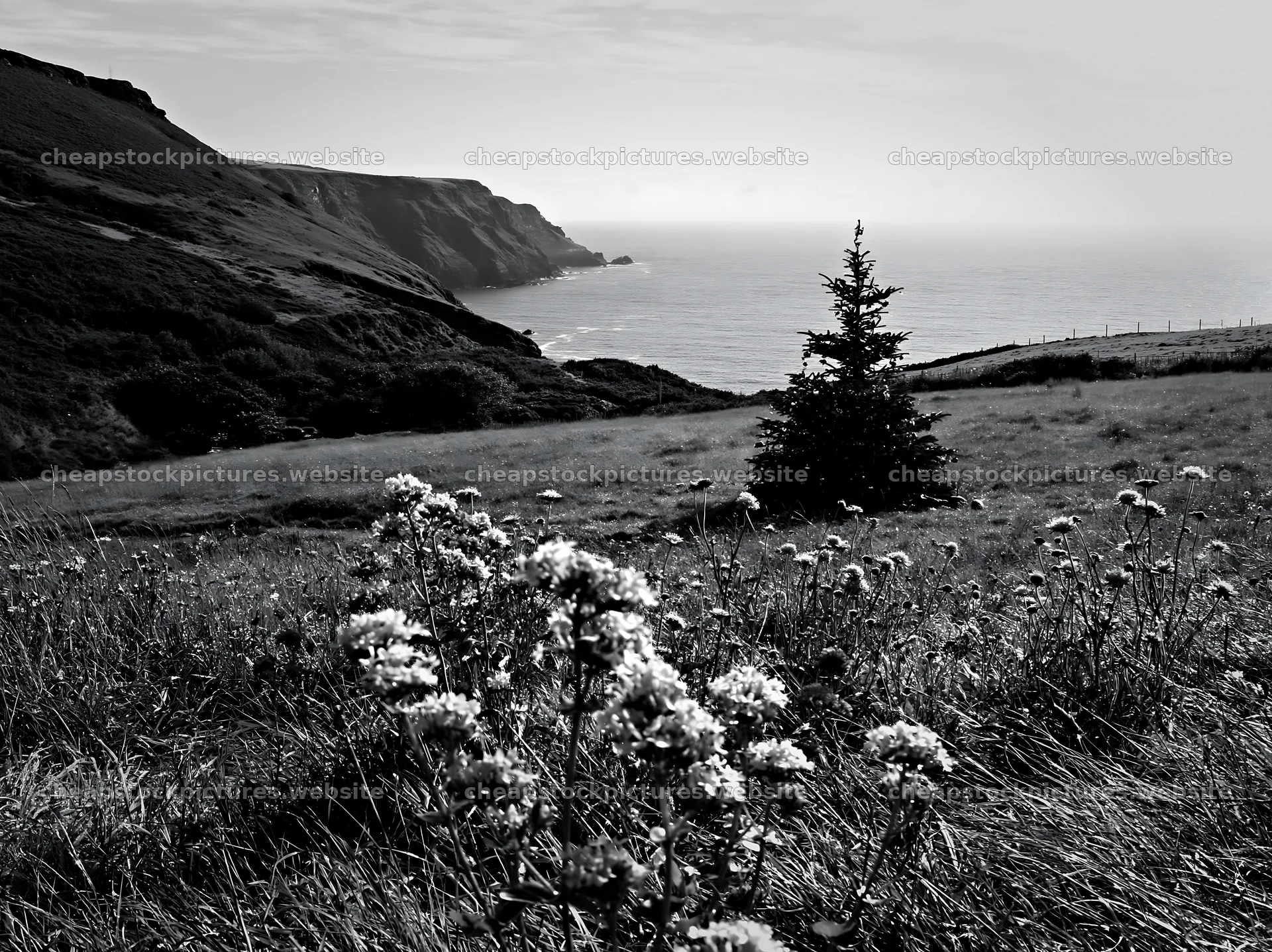 Christmas tree in meadow by stream near cliffs and ocean – stock pictures 9174x6866