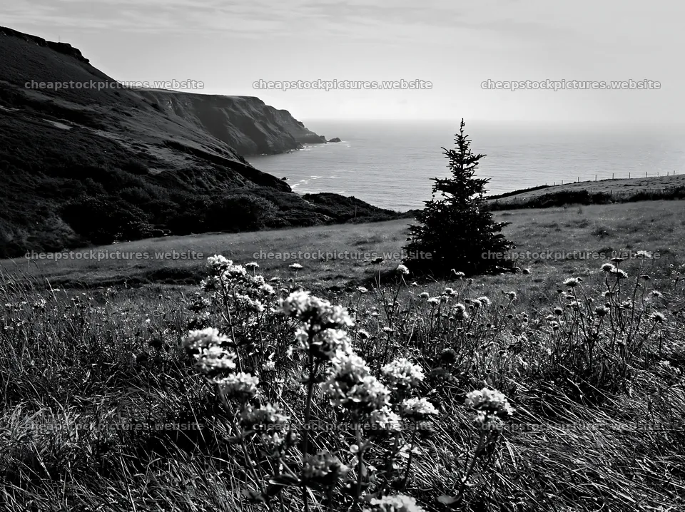 Christmas tree in meadow by stream near cliffs and ocean – stock pictures 9174x6866