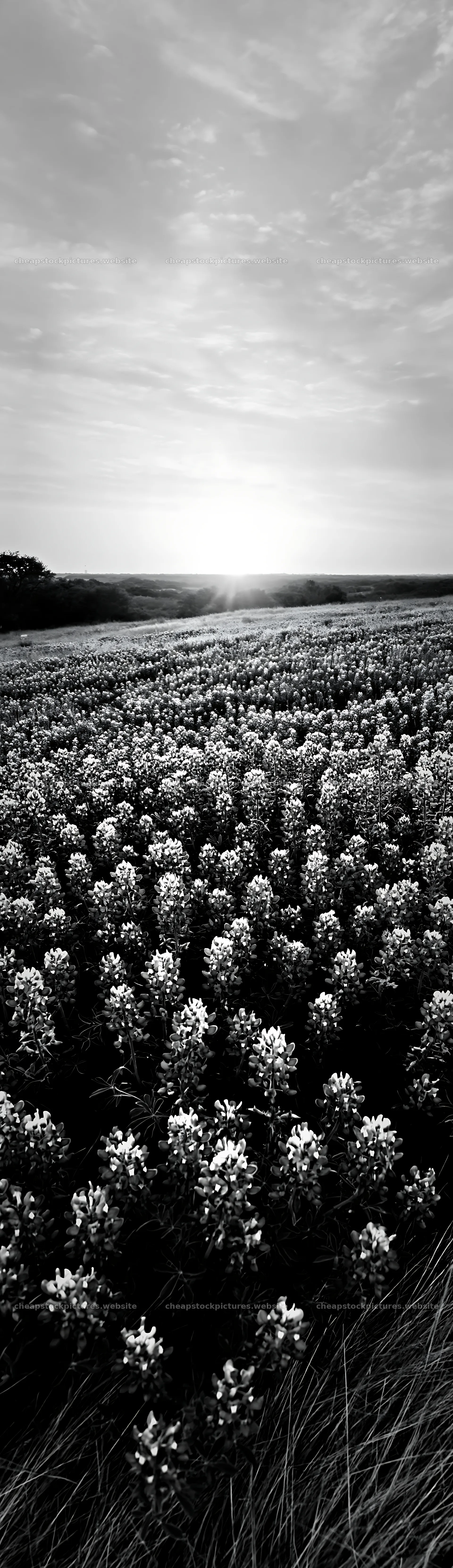 Bluebonnet meadow at sunrise in black and white – stock pictures 4268x14762