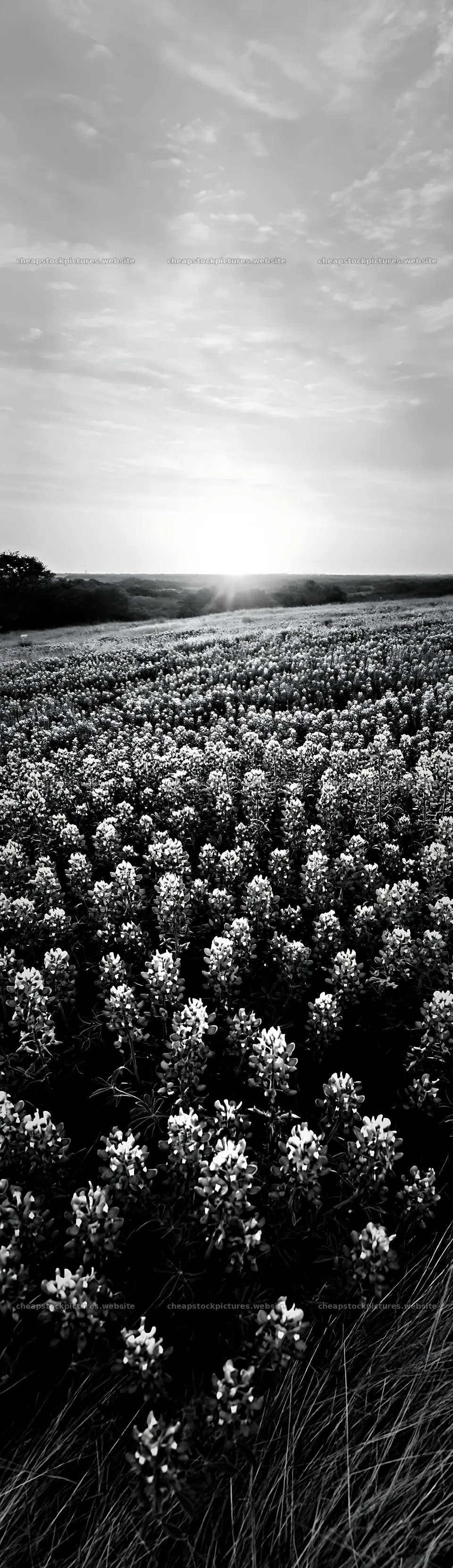 Bluebonnet meadow at sunrise in black and white – stock pictures 4268x14762